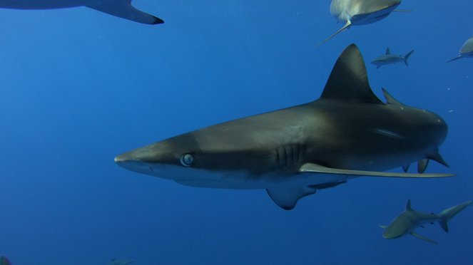 V obklíčení: Žraloci z ostrova Ascension - Z filmu