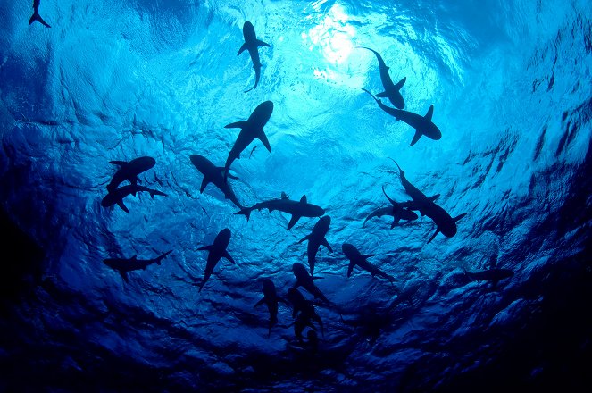 Save This Shark - Film
