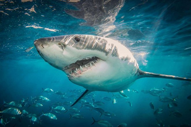 Save This Shark - Film