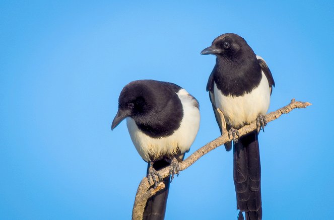 Magpies - More than Black and White - Photos