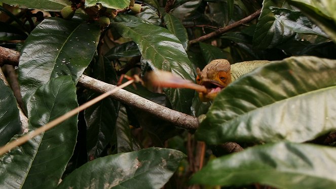 Madagascar, les bons génies de la forêt - Z filmu