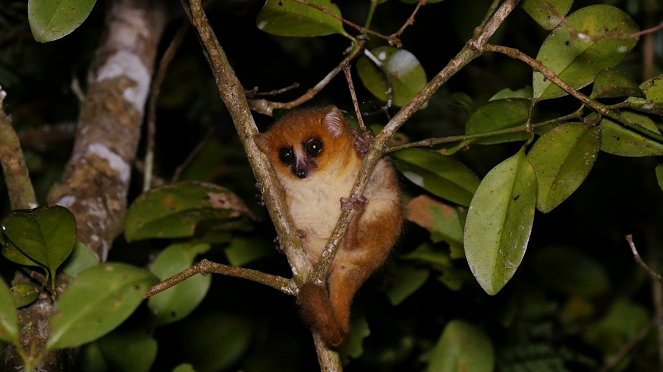 Madagascar, les bons génies de la forêt - Van film