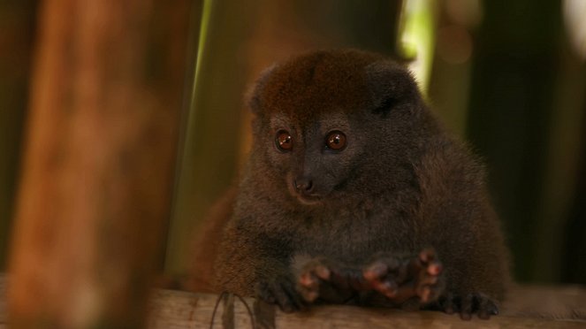 Madagascar, les bons génies de la forêt - De la película