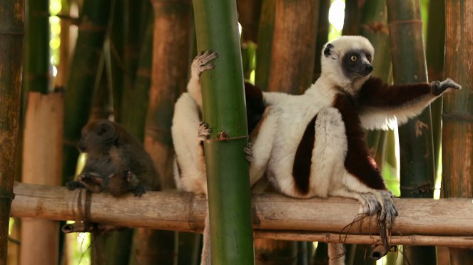 Madagascar, les bons génies de la forêt - Film