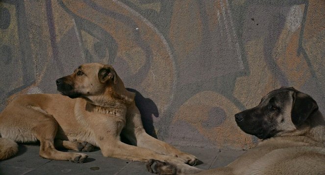 Stray : Le monde des chiens errants - Film