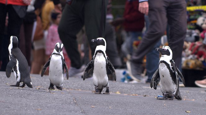 Pingviinien ranta - Kuvat elokuvasta