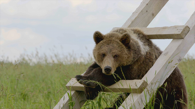 Strana medvedey - Z filmu