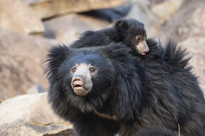 Natural World - Season 38 - Natural World: Meet the Bears - Filmfotos
