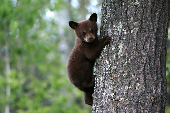 The Natural World - Season 38 - Natural World: Meet the Bears - Kuvat elokuvasta