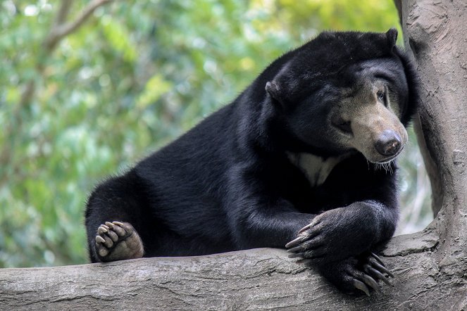 Natural World - Natural World: Meet the Bears - Filmfotos