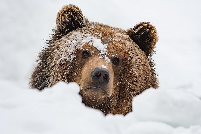 A természeti világ - Season 38 - A világ medvéi - Filmfotók
