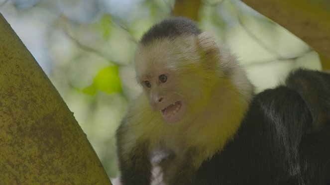 Wild Costa Rica - Kuvat elokuvasta