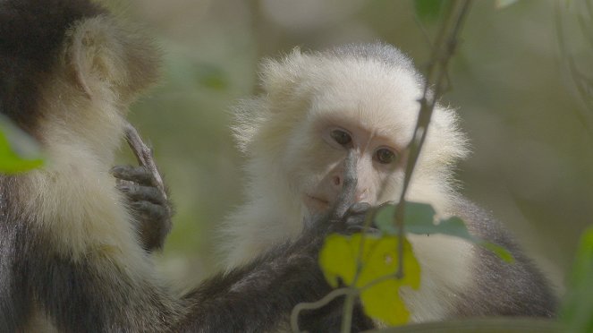 Wild Costa Rica - Kuvat elokuvasta