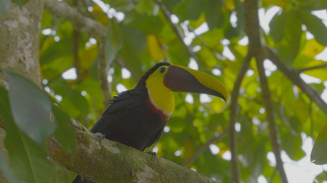 Wild Costa Rica - Filmfotos