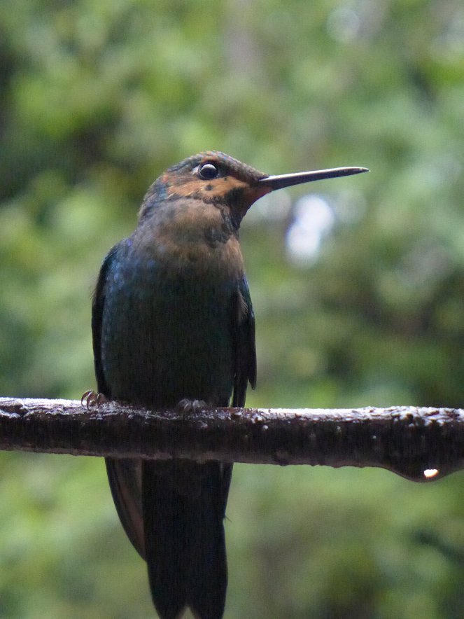 Wild Costa Rica - Filmfotos