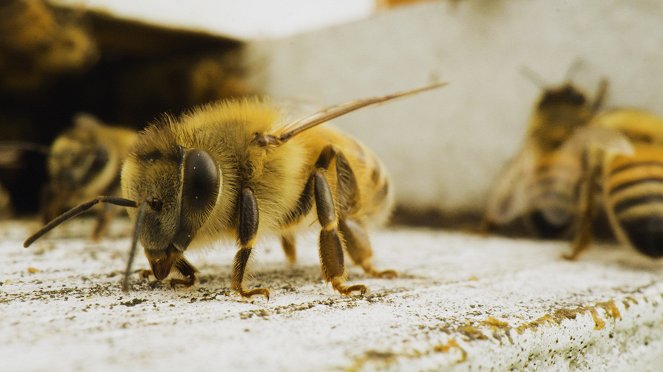 König der Bienen - Filmfotos