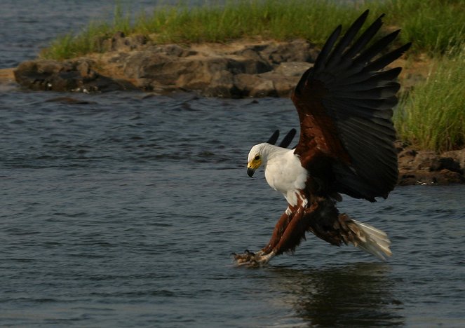 Abenteuer Wildnis: Der Rauch, der donnert - die Victoria-Fälle - Z filmu