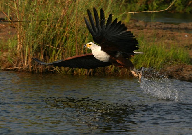 Abenteuer Wildnis: Der Rauch, der donnert - die Victoria-Fälle - De la película