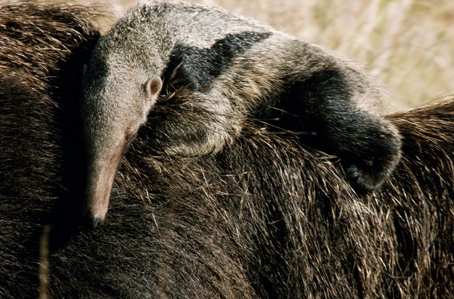 Unter Raubkatzen und Ameisenbären - Mit Lydia Möcklinghoff in Brasiliens Tierwelt - Film