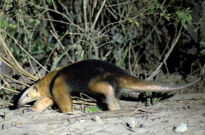 Unter Raubkatzen und Ameisenbären - Mit Lydia Möcklinghoff in Brasiliens Tierwelt - Van film