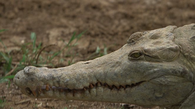 Venezuela, la ferme aux crocodiles - Kuvat elokuvasta