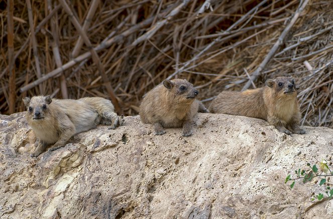 Die sozialen Netzwerke der Tiere - Filmfotos