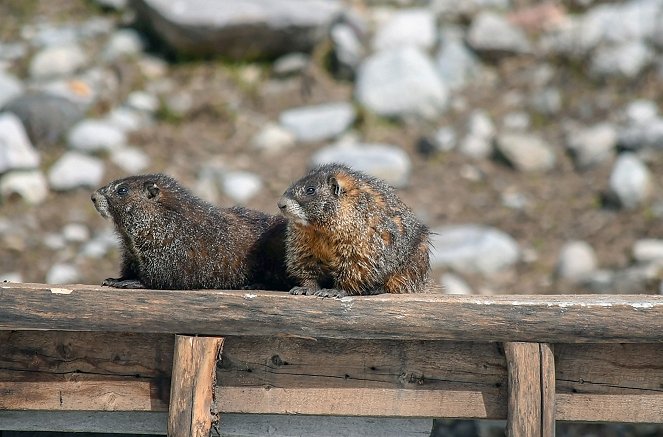 Die sozialen Netzwerke der Tiere - Filmfotos