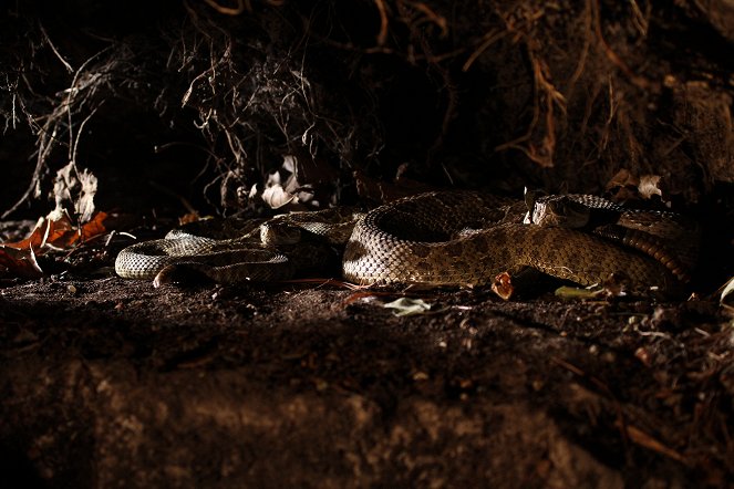 Amerikas wilder Norden - Eine Grenze und ihre Tierwelt - Filmfotos