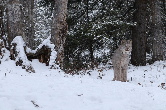 Americká hranice: Divočina severu - Z filmu