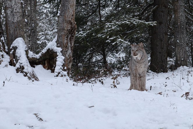 America's Wild Border: Northern Exposure - De la película