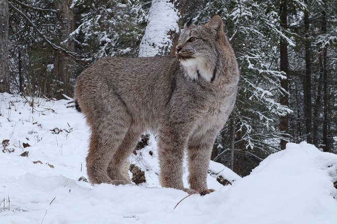 America's Wild Border: Northern Exposure - Z filmu