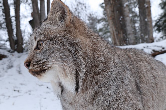 America's Wild Border: Northern Exposure - De la película