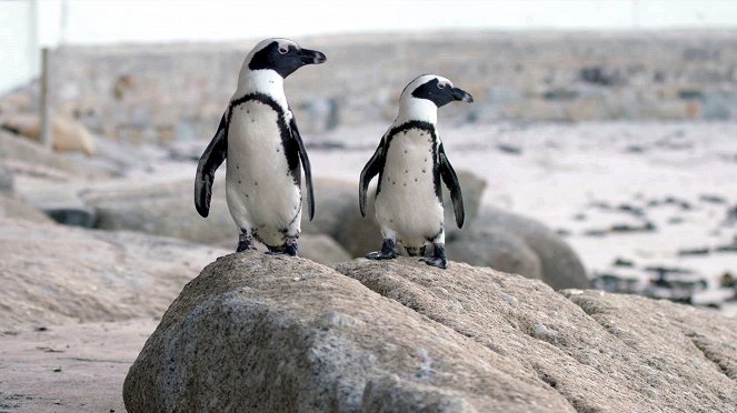 Pingviinien ranta - Kuvat elokuvasta