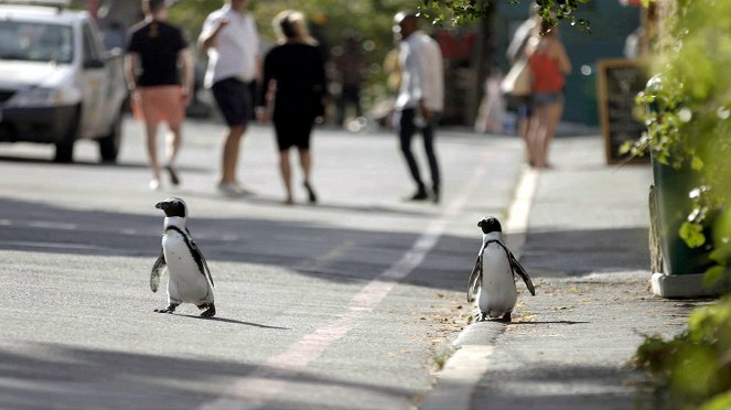 Město tučňáků - Z filmu