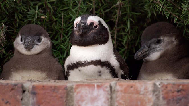 A pingvinek világa - Filmfotók
