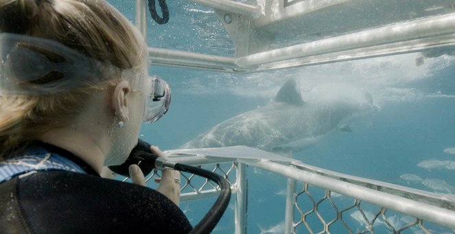 Shark Attack Files - De la película