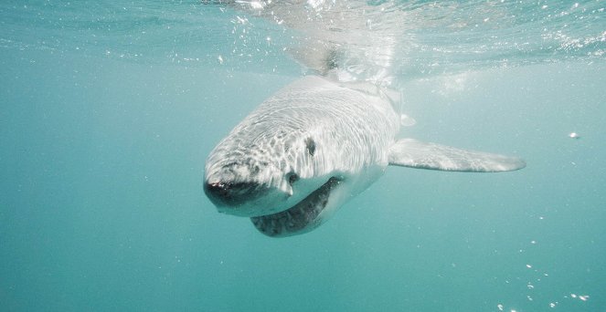 Shark Attack Files - Photos