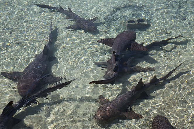 Akte Hai – Dem Raubtier auf der Spur - Filmfotos