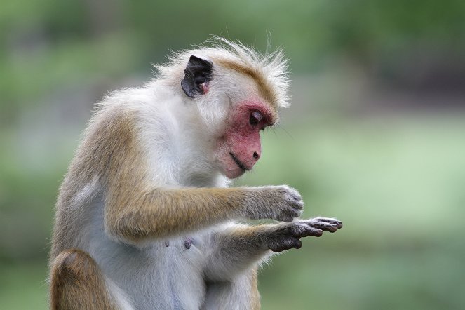 Egy élet a majmok között - Filmfotók