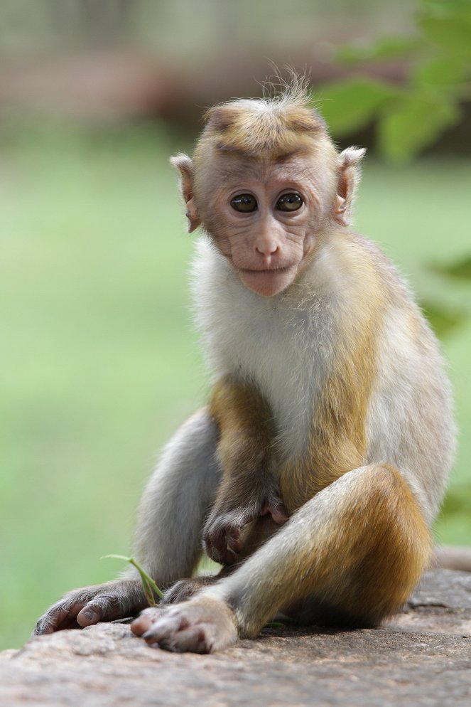 A Life Among Monkeys - Photos