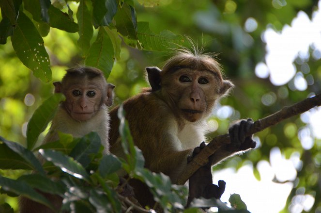Terra Mater: Ein Leben unter Affen - Van film