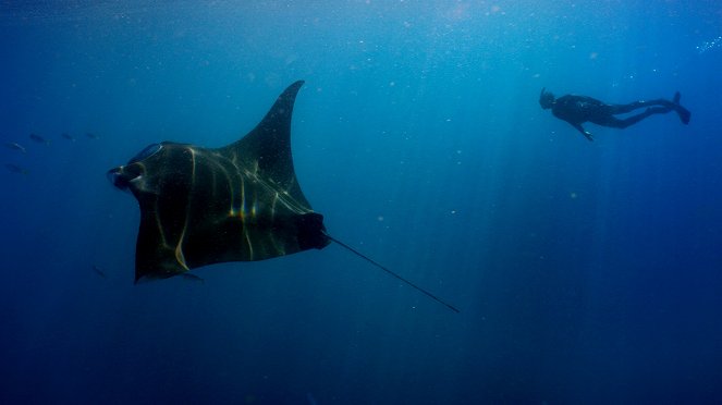 Suureläimet: Viimeiset jättiläiset - Australia and Asia - Kuvat elokuvasta