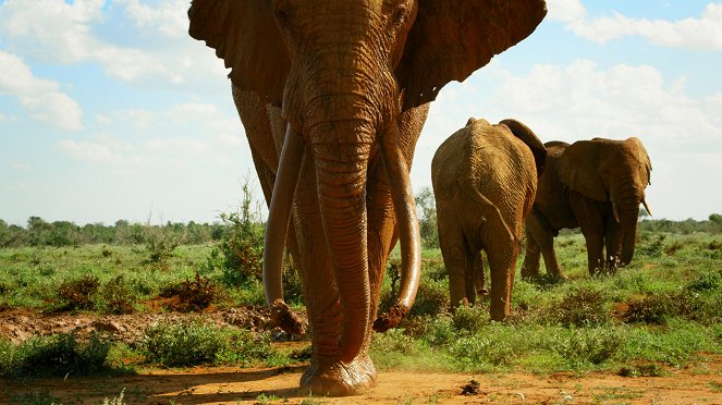 Giganten des Tierreichs - Afrika - Filmfotos