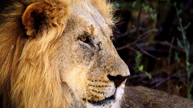 Velká zvířata: poslední obři - Africa - Z filmu