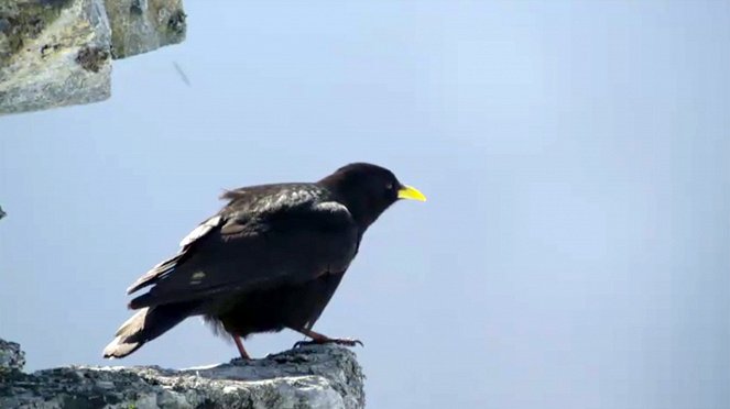 Vögel im Hochgebirge - Von Alpendohlen, Bergpiepern und Schneesperlingen - Filmfotos