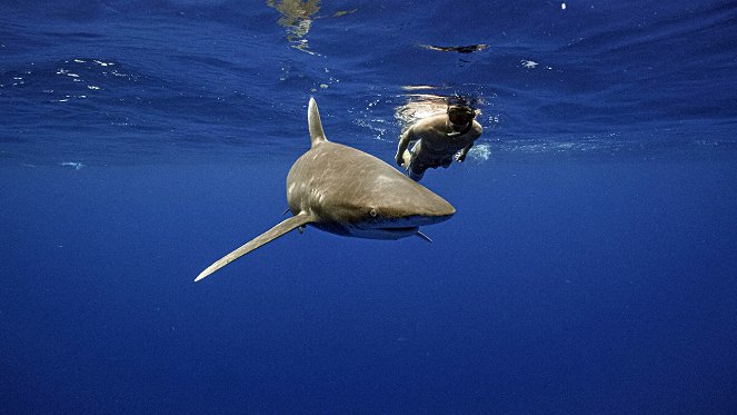 World's Deadliest Shark - Do filme