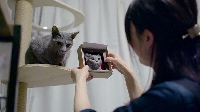 Locos por los gatos - Arte felino - De la película