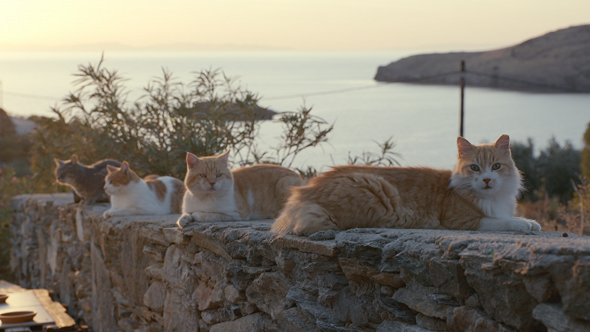 Locos por los gatos - Santuario de gatos - De la película