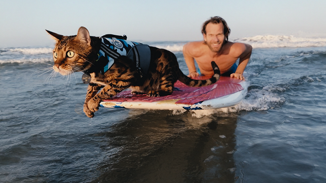 Kociarze - Surfujący kot - Z filmu