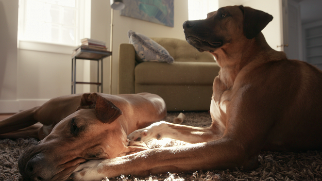 Amigos caninos - Bulldog universitario - De la película